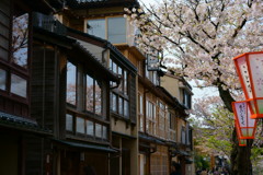 桜が彩る茶屋街の音色