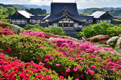 倶利伽羅不動寺ツツジの丘