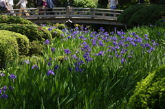 兼六園杜若見頃