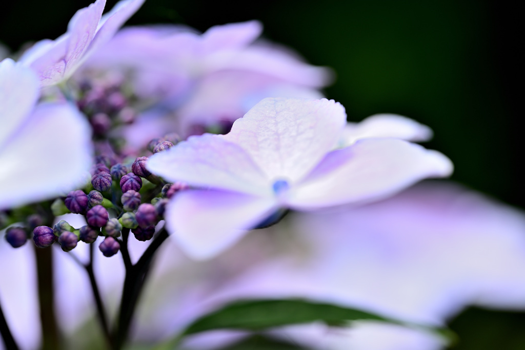 紫陽花の色合い