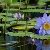 熱帯由来のスイレン