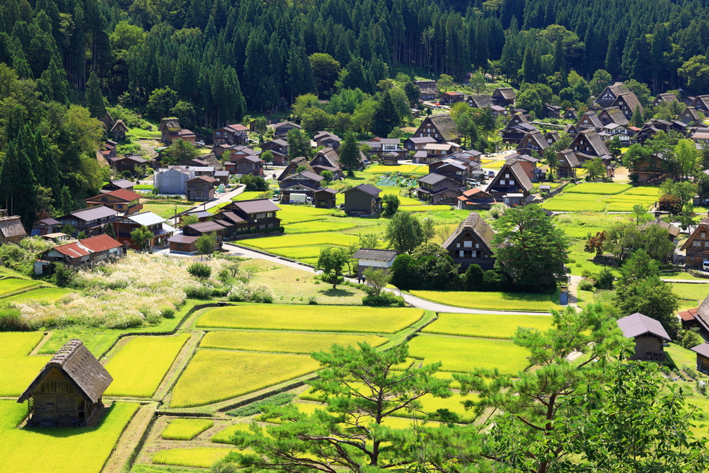 稲刈り間近白川郷