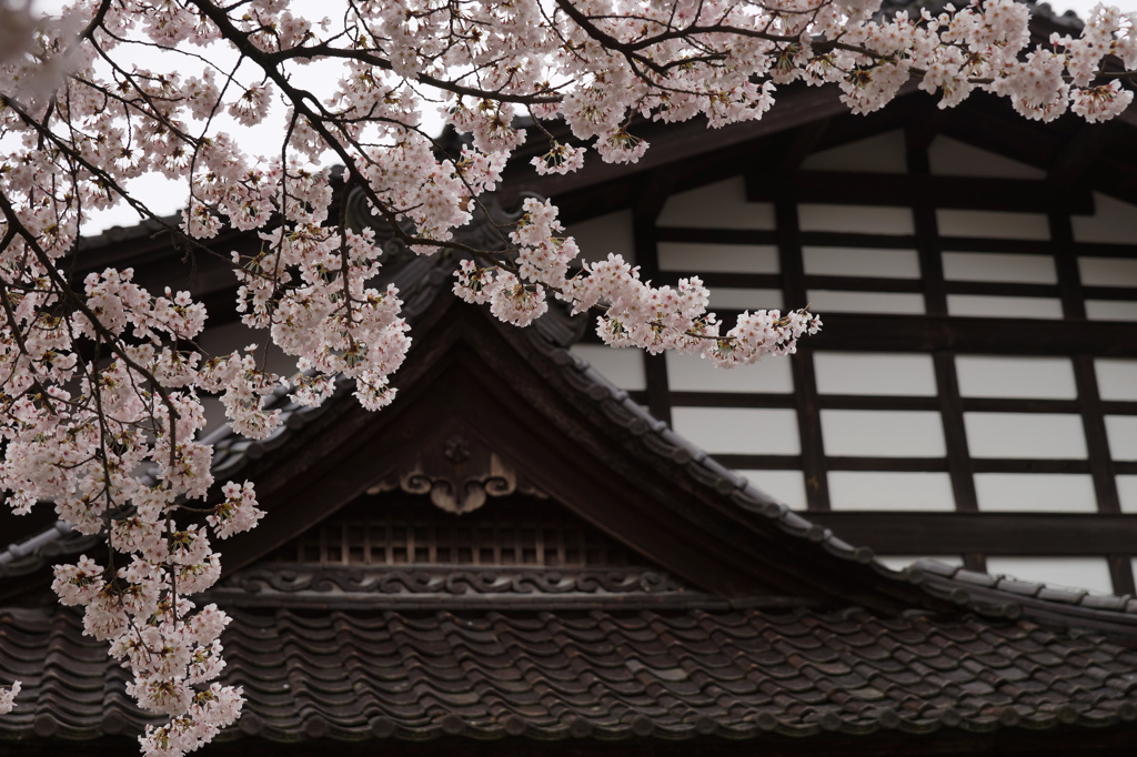 十村役内山邸の桜