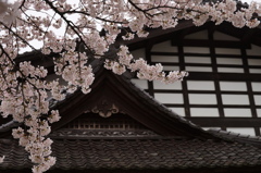 十村役内山邸の桜