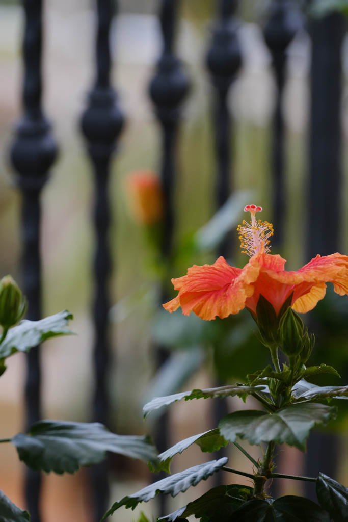 夏の花