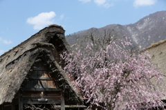 白川郷合掌造り桜