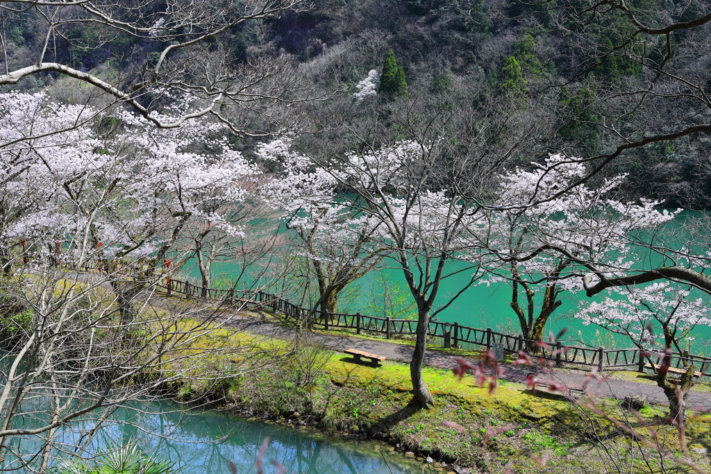 桜の水上遊歩道