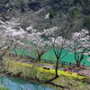 桜の水上遊歩道