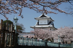 金沢城桜景色