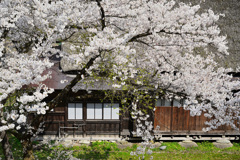 古民家の桜