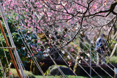 雪吊りと紅白の梅