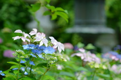 能登の紫陽花寺平等寺