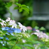 能登の紫陽花寺平等寺