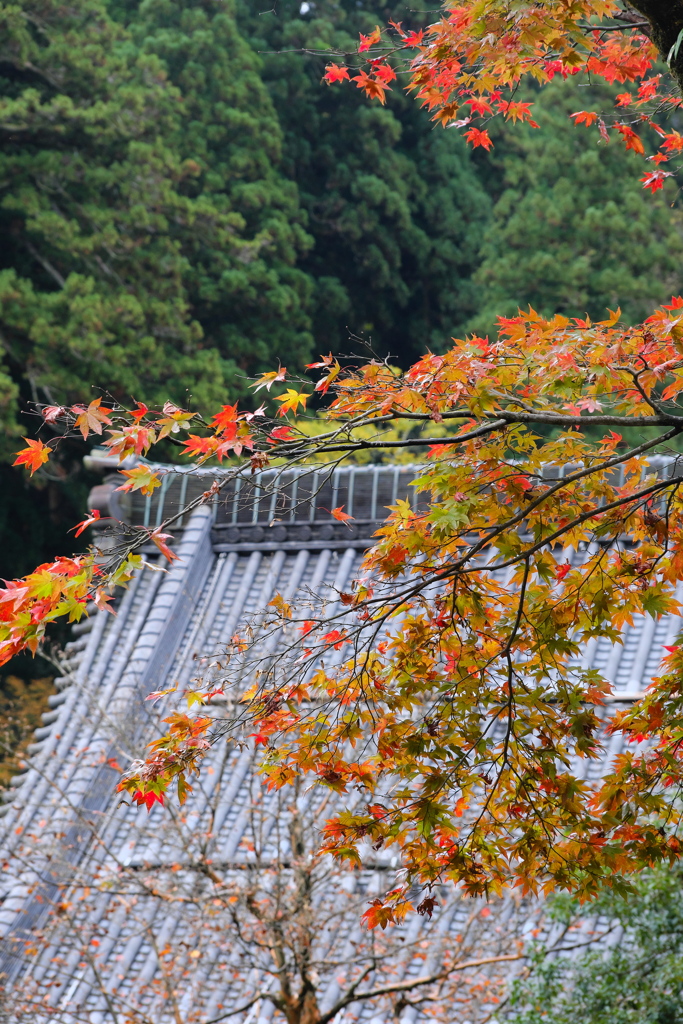 紅葉からの御