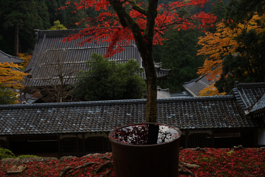 永平寺秋の紅