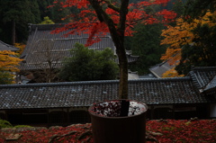 永平寺秋の紅