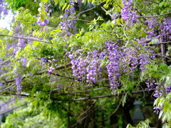 村の神社藤