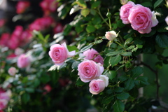 薔薇の庭