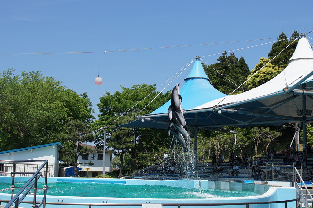 のとじま水族館イルカショーＮｏ１
