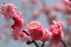 兼六園梅見頃Ｎｏ１