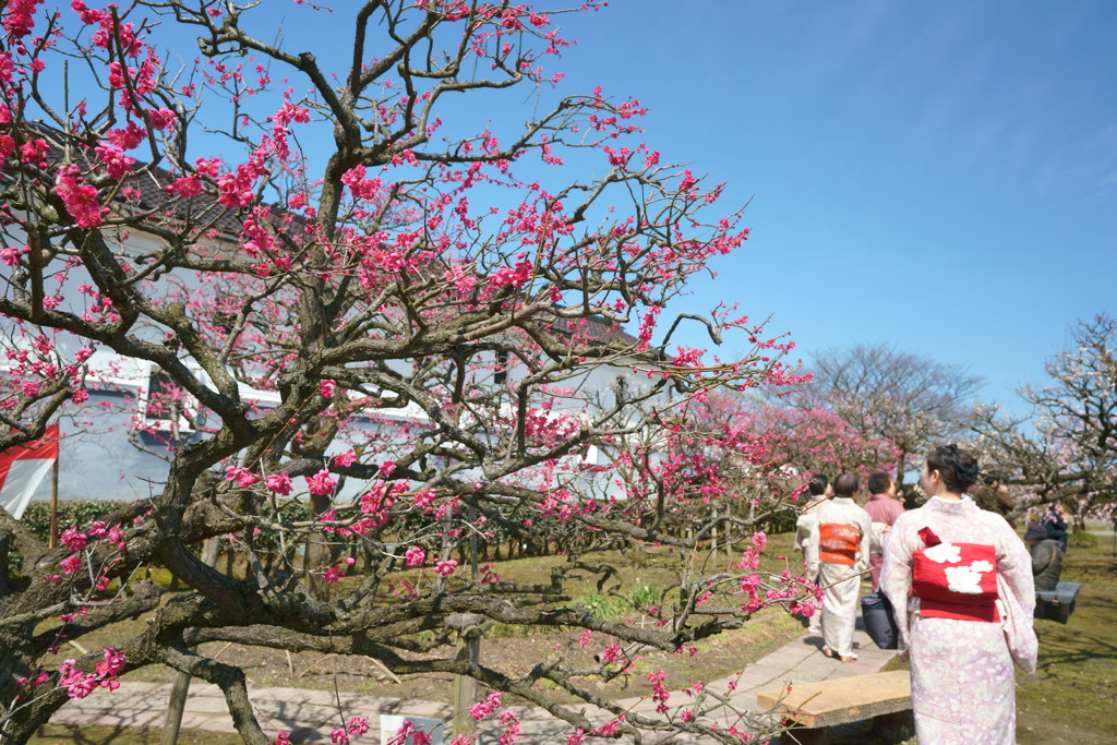 内山邸梅園