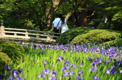 兼六園~杜若を背にして、、