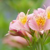 里山の百合畑