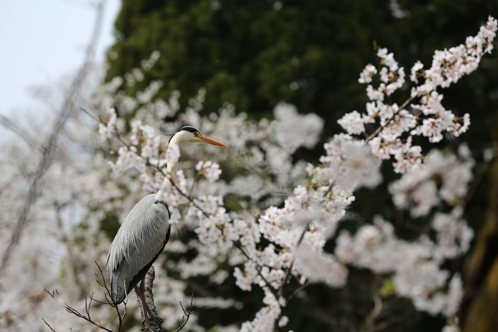 奥卯辰山の野鳥