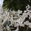 奥卯辰山の野鳥