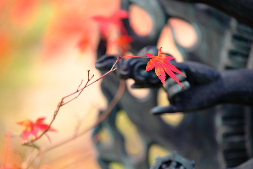 手上の紅葉