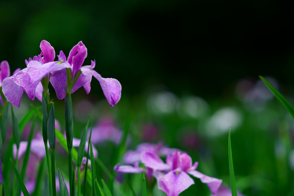 梅雨の紫