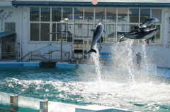 のとじま水族館イルカショーＮｏ３