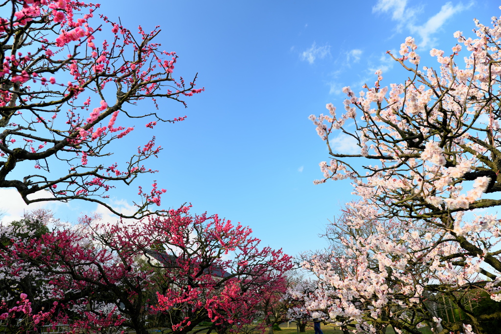 紅白梅咲くお庭〜内山邸