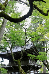 山門と緑