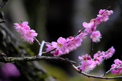 梅花の季節