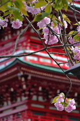倶利伽羅不動寺八重桜