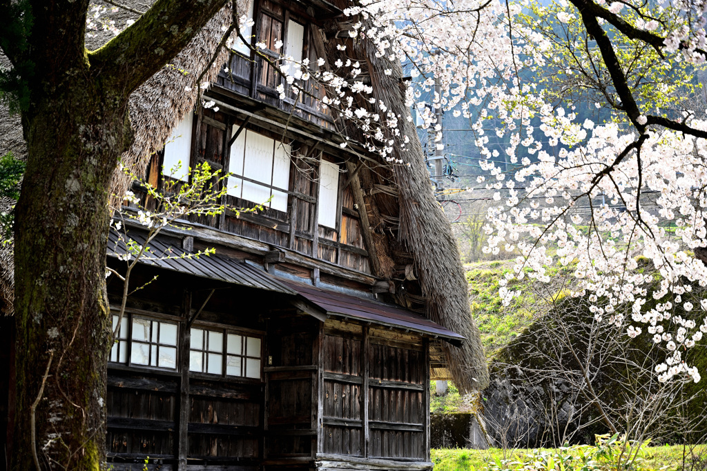 合掌造り桜の光景