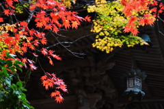 那谷寺～御堂を彩るもみじ
