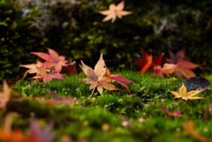 苔と落ち葉の饗宴