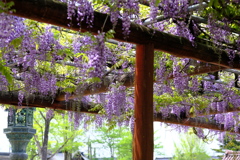 瑞泉寺藤の香り