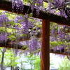 瑞泉寺藤の香り