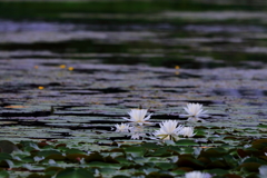 梅雨のひと時