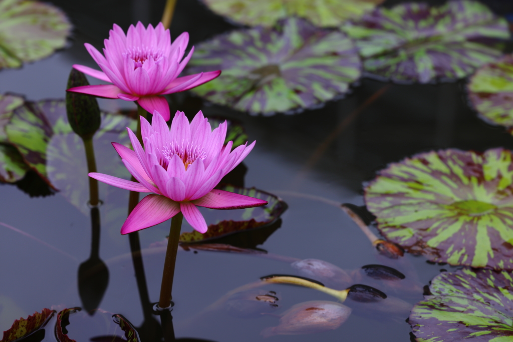 目覚めの開花