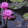 目覚めの開花