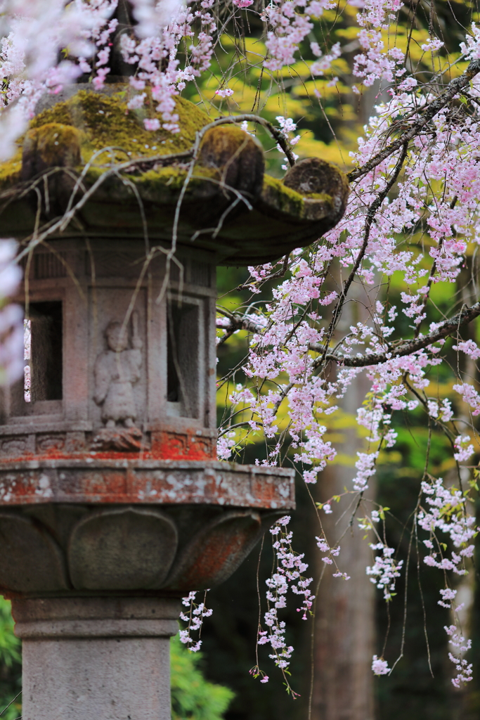 枝垂れ桜の宴