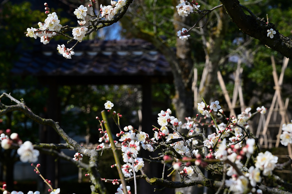 内山邸の白梅