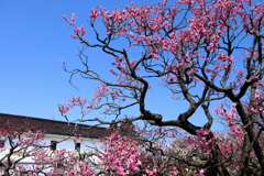 内山邸梅園