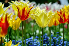 いろいろチューリップ