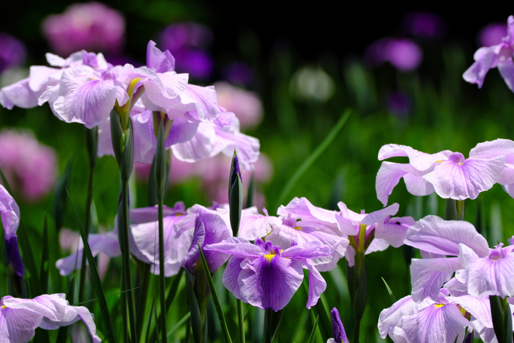 森の花菖蒲園