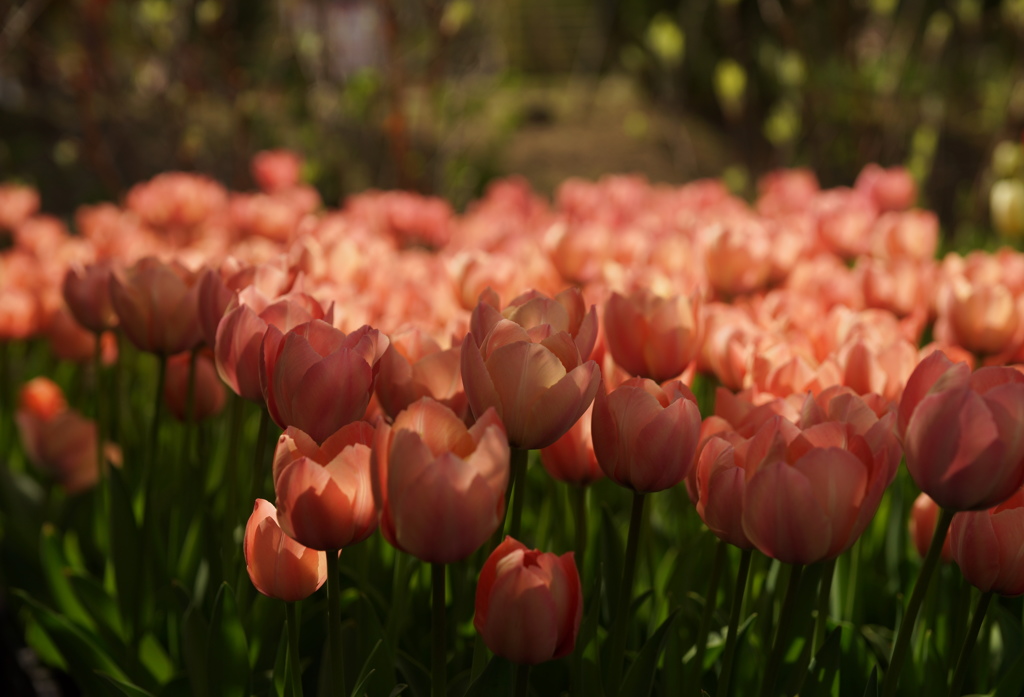 2015となみチューリップフェアがはじまります。Ｎｏ２